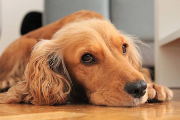 istock Sleepy dog on floor. 1188218074