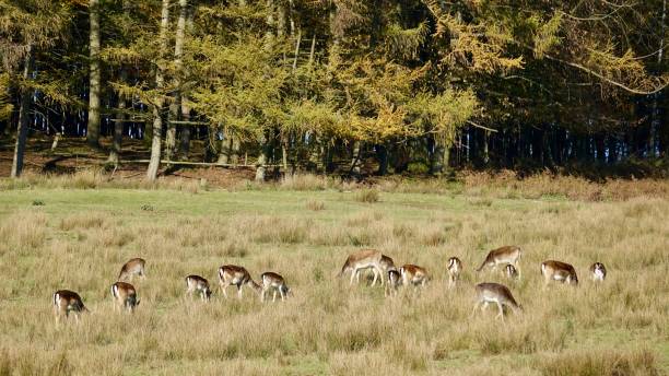 istock A pack of deers at a glade of a forest 1188219070