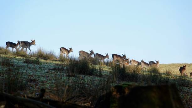 istock A pack of deers at a glade of a forest 1188219132