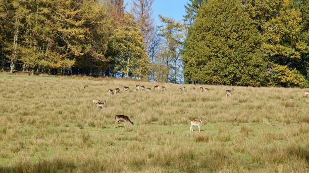 istock A pack of deers at a glade of a forest 1188219179