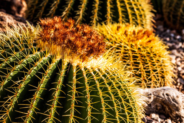 istock Waterberg landscape in Namibia 1188219402