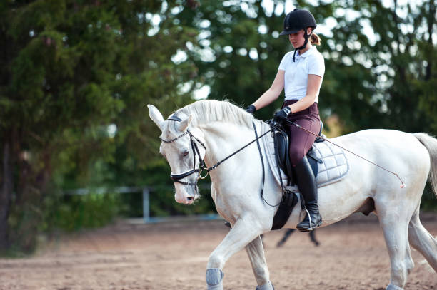 Young lady riding a trotting horse practicing at equestrian school Training process. Young teenage girl riding trotting gray horse on sandy arena practicing at equestrian school. Colored outdoors horizontal summertime image with filter dressage stock pictures, royalty-free photos & images