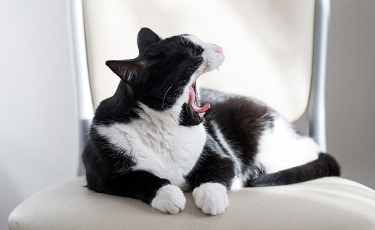 Black and white cat lying on chair and yawning