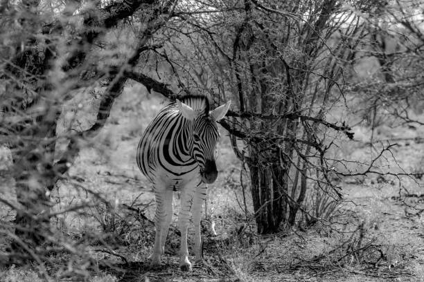 istock The zebra at etosha national park in Namibia 1188222024