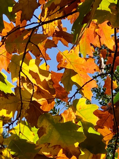 istock Leaves in autumn 1188222090