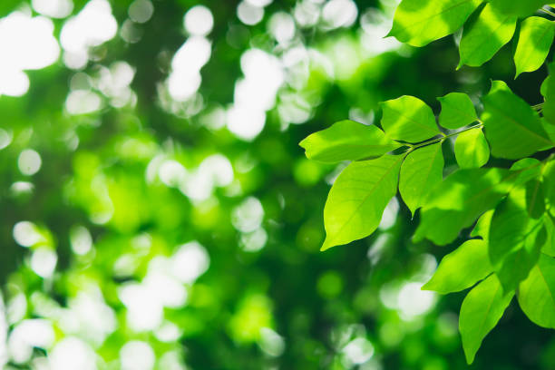 istock Closeup nature view of green leaf 1188224278