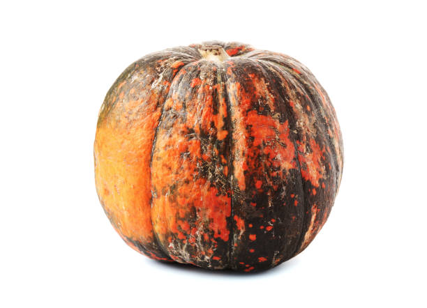 istock Autumn green orange natural pumpkins 1188225789