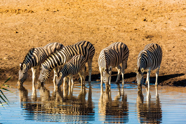 istock The zebra at etosha national park in Namibia 1188225902
