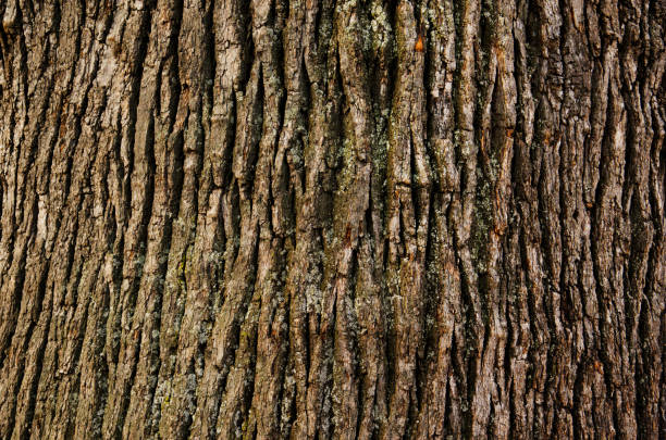 istock Embossed texture of the brown bark of a tree 1188227620