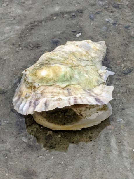 istock Oyster shell up close on the beach 1188227669