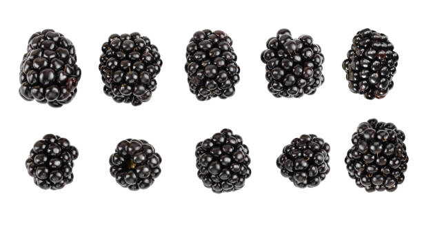 amora-preta isolada em um closeup branco do fundo - blackberry fruit mulberry isolated - fotografias e filmes do acervo