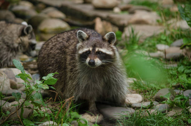 istock Cute curious raccoon at green forest 1188229029