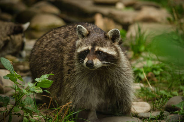 istock Cute curious raccoon at green forest 1188229105
