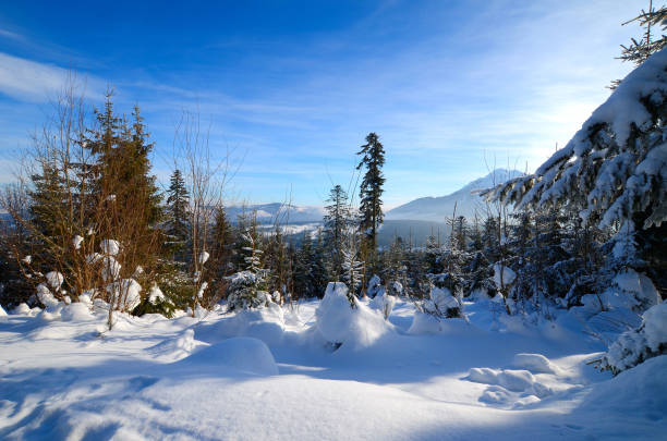 Winter forest in the mountains, Poland, Tatra Mountains