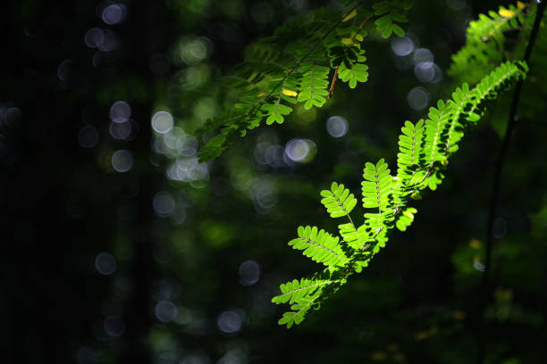 istock Tropical green nature leaves background. 1188229414