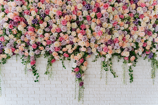 Beautiful Decorative Colorful Roses on Brick Wall. Wedding Party Decor Detail. Delicate Clambering Plant Blossom Pastel Flower on White Background. Elegant Arrangement Floristics Setting