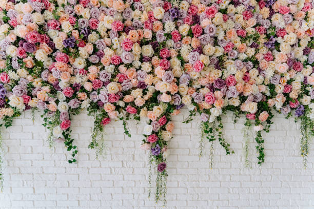 Beautiful Decorative Colorful Roses on Brick Wall Beautiful Decorative Colorful Roses on Brick Wall. Wedding Party Decor Detail. Delicate Clambering Plant Blossom Pastel Flower on White Background. Elegant Arrangement Floristics Setting bouquet photos stock pictures, royalty-free photos & images