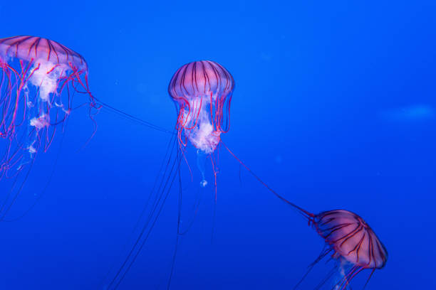 istock picture of aquarium.colorful fish 1188230366