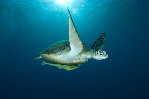 istock Green sea turtle swimming 118823181