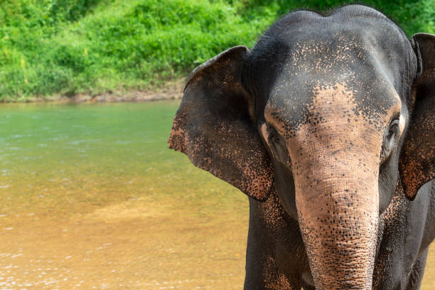 istock Elephant stands near river 1188231835