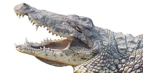 Crocodile head isolated in white background