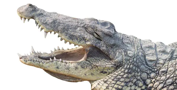 Photo of Crocodile head isolated