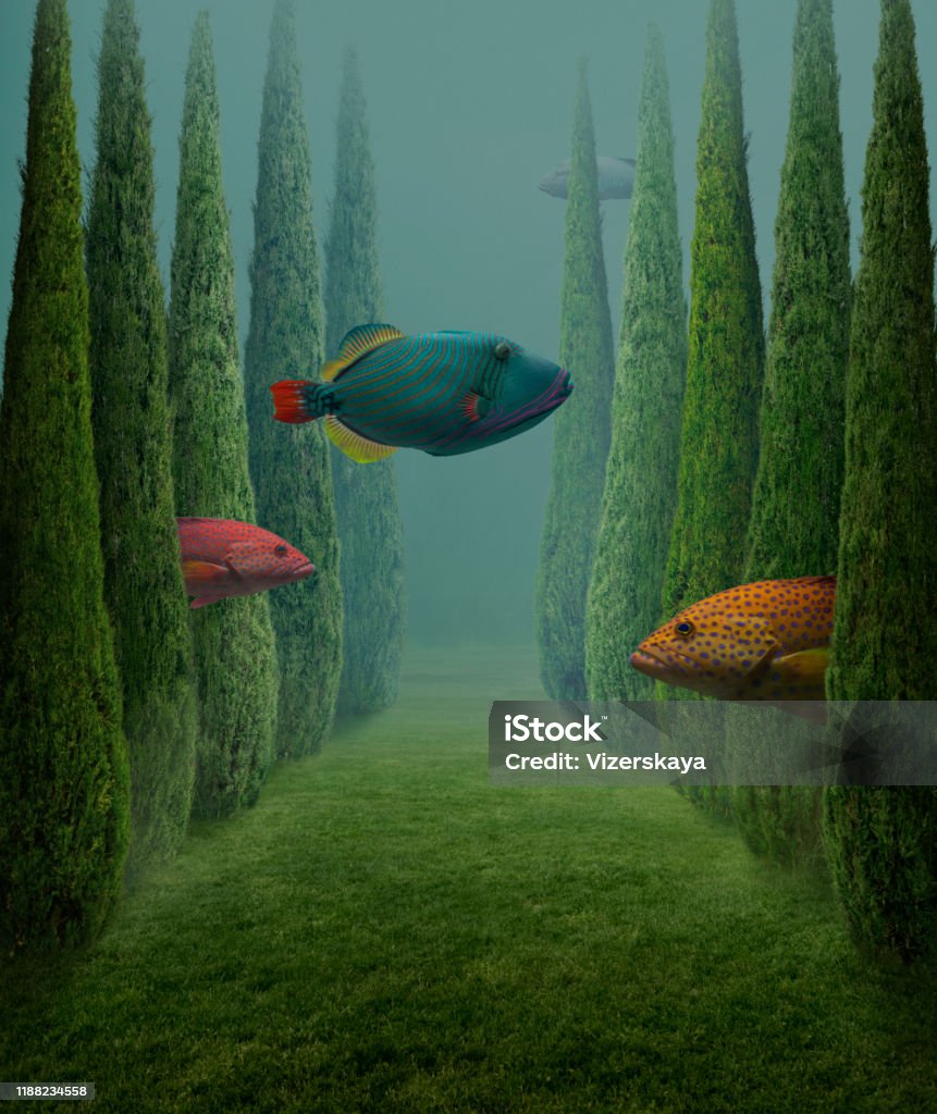 Big fishes This is a photo compilation Surrealism Stock Photo