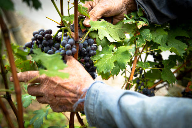 istock detail of the grape harvest 1188234573