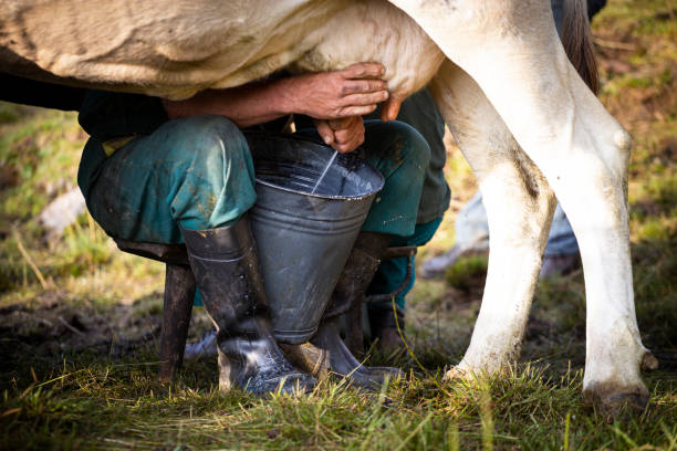 The noble work of the cowboy cowboy during milking in Italy. milking unit stock pictures, royalty-free photos & images