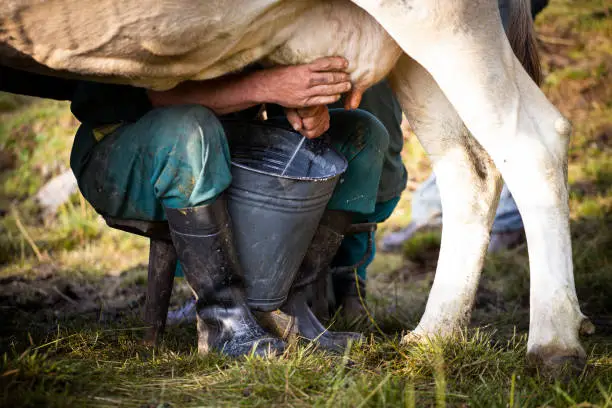 cowboy during milking in Italy.