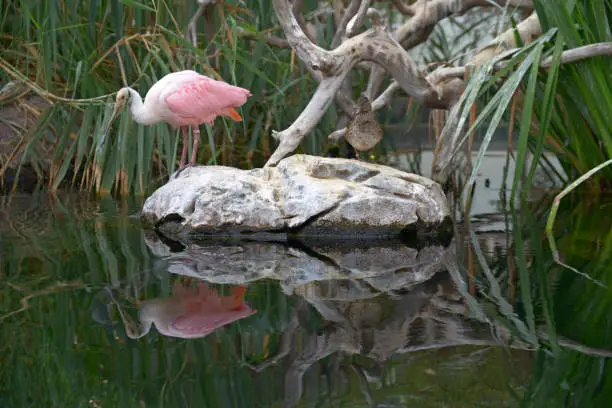 Pink flamingo taken on the bank of a pond