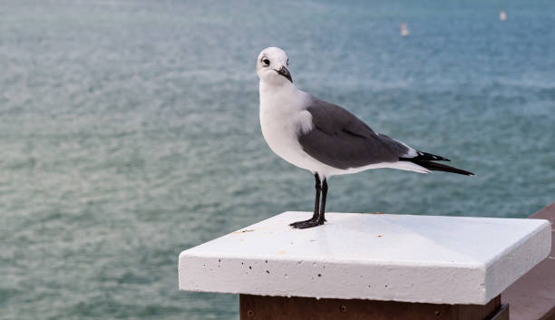 A seagull standing alone on a platform on a pier in Clearwater Beach, Florida, USA A seagull standing alone on a platform on a pier in Clearwater Beach, Florida, USA with the Gulf of Mexico in the background clearwater stock pictures, royalty-free photos & images