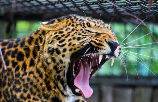 istock Portrait of a beautiful leopard 1188235132