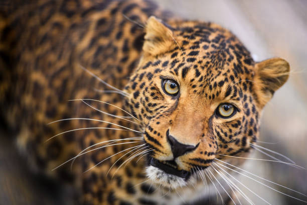 istock Portrait of a beautiful leopard 1188235180