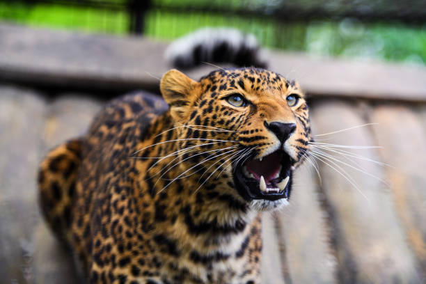 istock Portrait of a beautiful leopard 1188235233