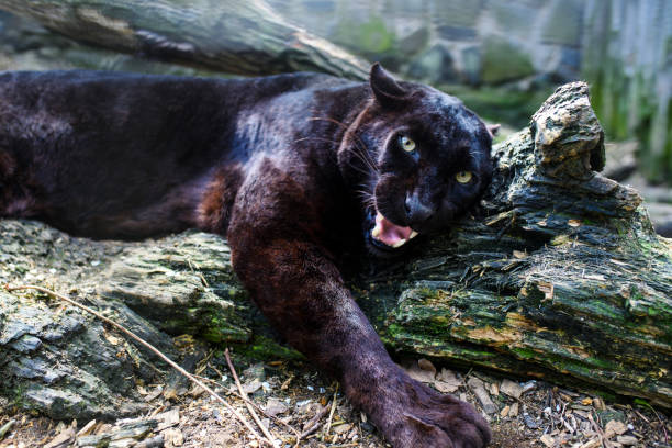 istock Beautiful black Panther 1188235261