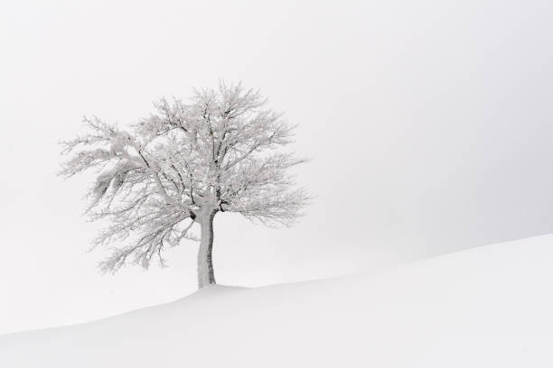 istock Amazing landscape with a lonely snowy tree 1188235313