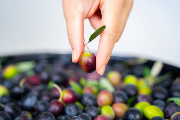girl hand with olive, picking from plants during harvesting, green, black, beating to obtain extra virgin oil.