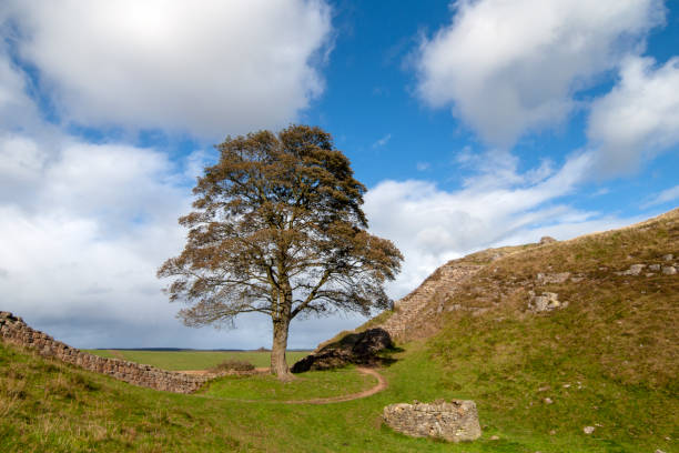 istock Sycamore Gap at Hadrian's Wall 1188236419