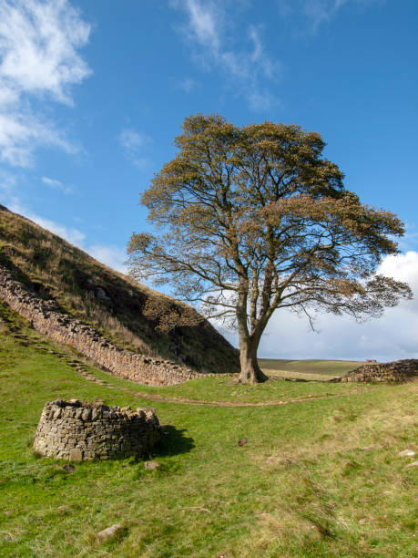 istock Sycamore Gap at Hadrian's Wall 1188236441