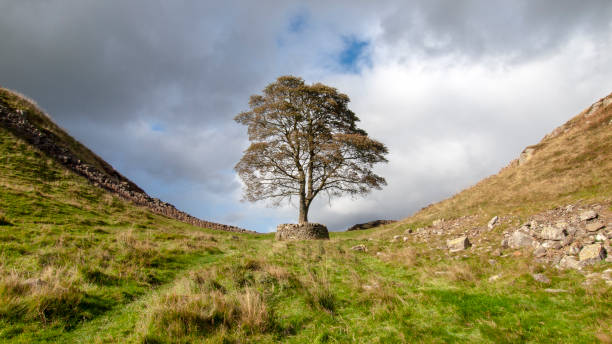 istock Sycamore Gap at Hadrian's Wall 1188236461