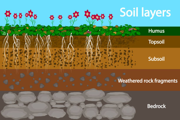 Soil layers. Diagram for layer of soil. Soil layer scheme with grass and roots, earth texture and stones. Cross section of humus or organic and underground soil layers beneath. Vector illustration bedrock stock illustrations