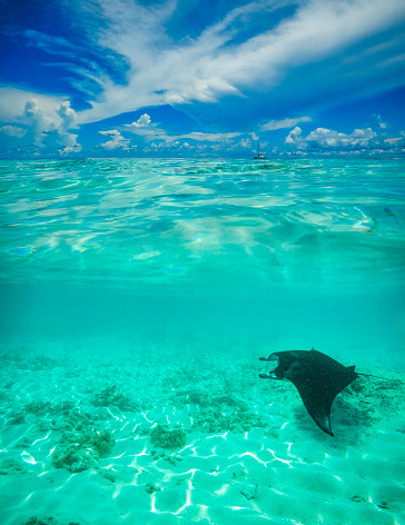 underwater, overwater picture of a manta ray swimming at dhigurah island, maldives islands, indian ocean.