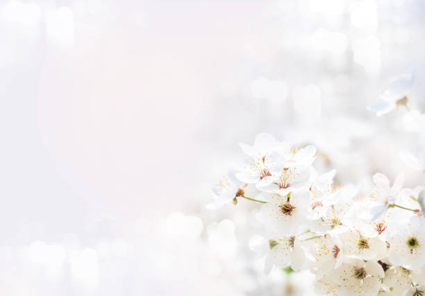 istock Background with flowering apricot branch. 1188238080