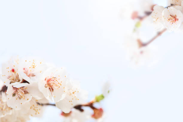 istock Background with flowering apricot branch. 1188238082