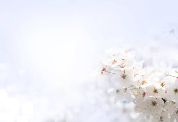 istock Background with flowering apricot branch. 1188238090