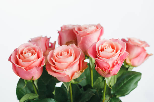istock pink roses bouquet, white background 1188240995