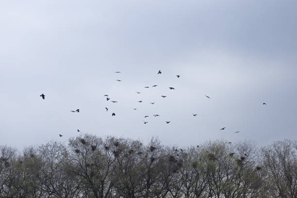 istock A flock of black crows flies over the tree treetop 1188241113