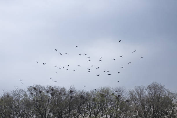 istock A flock of black crows flies over the tree treetop 1188241184