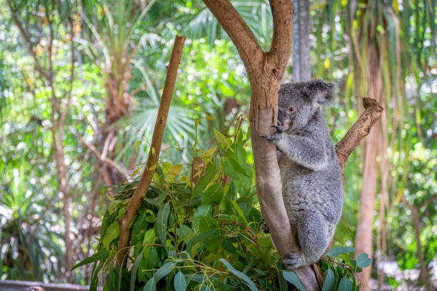 un ours australien de koala s'assied confortablement dans une fourchette de branche et mange les feuilles vertes - cinereous photos et images de collection